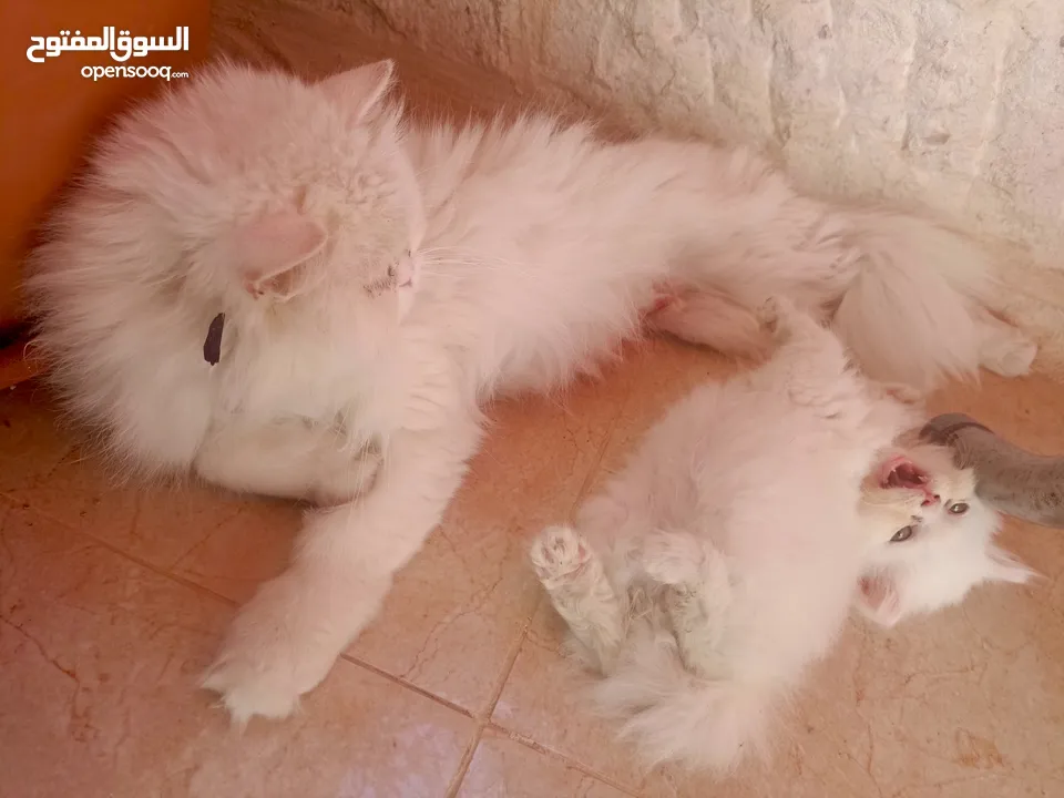 قطة انثي وابنها للبيع