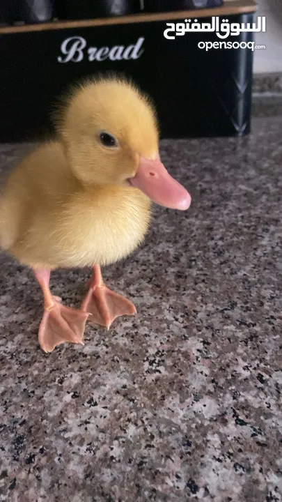 بطة صغيرة عمرها اسبوعين