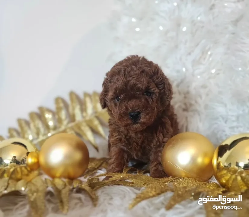 CHARMING RED TOY POODLE PURE BREED HOME RAISED  HEALTHY PUPPIES