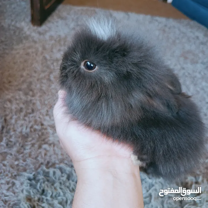 أرانب نوع تيدي بير وليون هيد