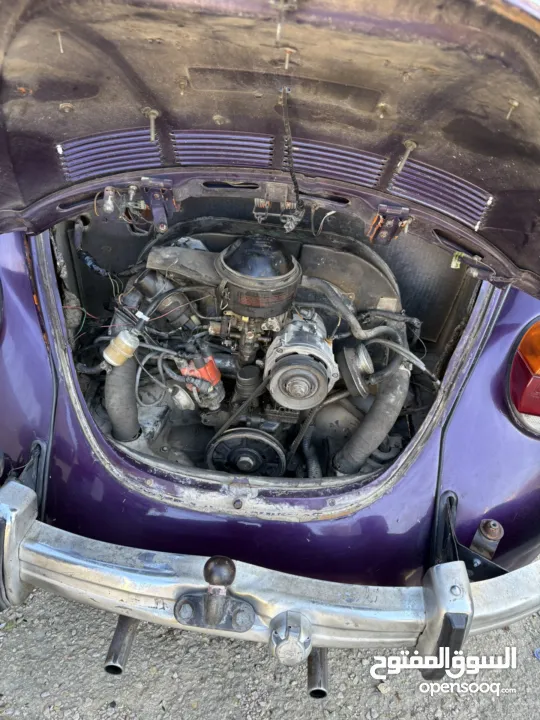 فوكسفاكن بيتل (صرصور)