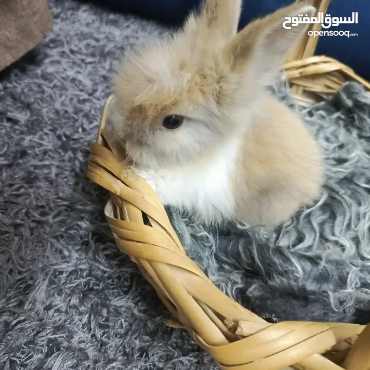 أرانب نوع تيدي بير وليون هيد