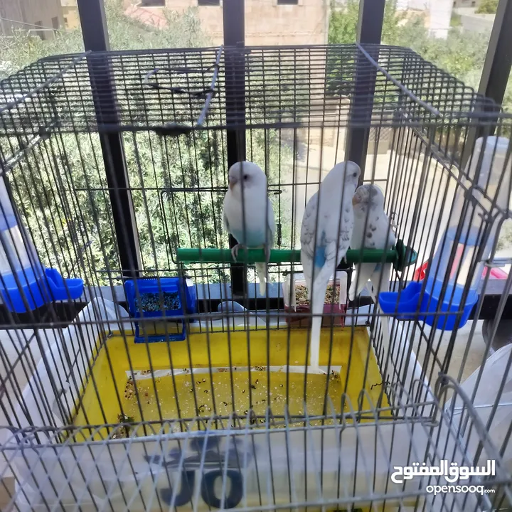 طيور حب بادجي لون مميز