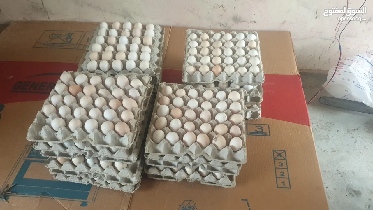 متوفر البيض دجاج عماني مخصب