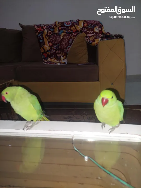ببغاء درارة  هندي كوكو عمر سنة وريكو عمر سنة ونص اليف ولعوب ومدرب وصحتو جيدة جدا ومرح بلعب بالبيت .