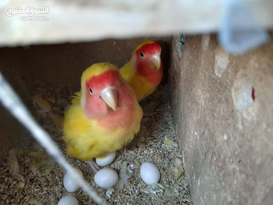 زوج ببغاء روز منتجين وتحتهم 7 بيضات بصحه ممتازه