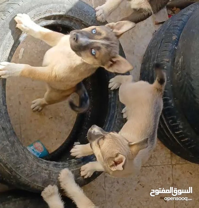 موجود كلبة هاسكي انثى للبيع