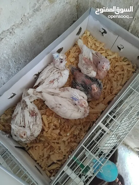 فراخ كوكتيل زق يدوي سحم الكفارات