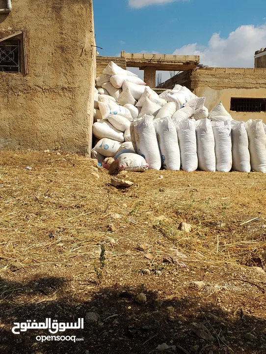 تبن احمر بيقيا