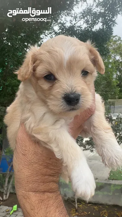 Maltipoo male puppy