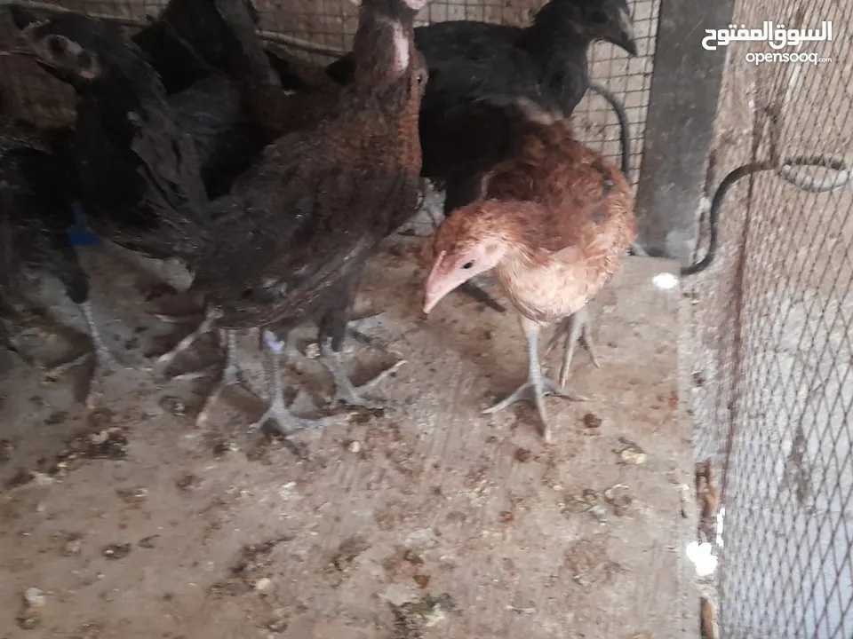 موجود تسع فرخات بلديات صحه ونظافه   والشر ما بقصر معاه