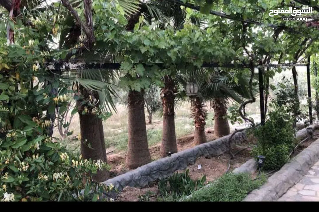 مزرعة مميزة و مشجرة للبيع بسعر مغري