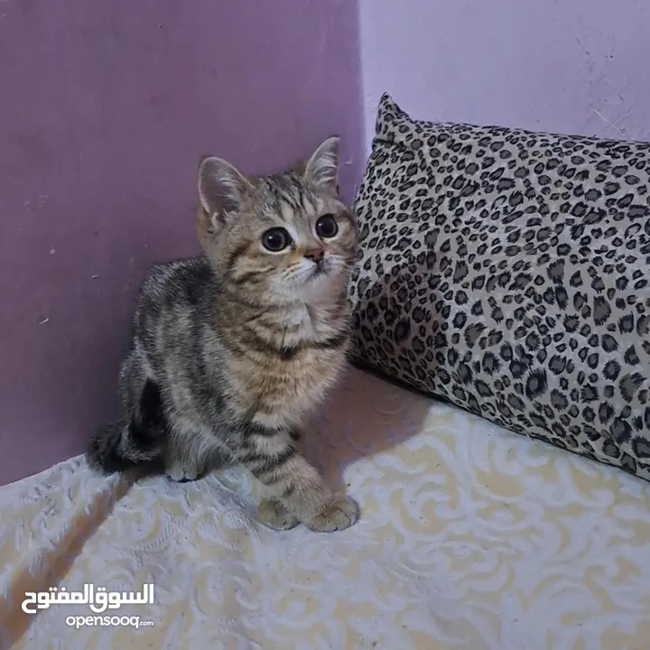 ما شاء الله تبارك الله ..... مجموعة من الكتنز بأنوع مختلفة .... .. (موجود تفاااصيل اكتر بالوصف) ..
