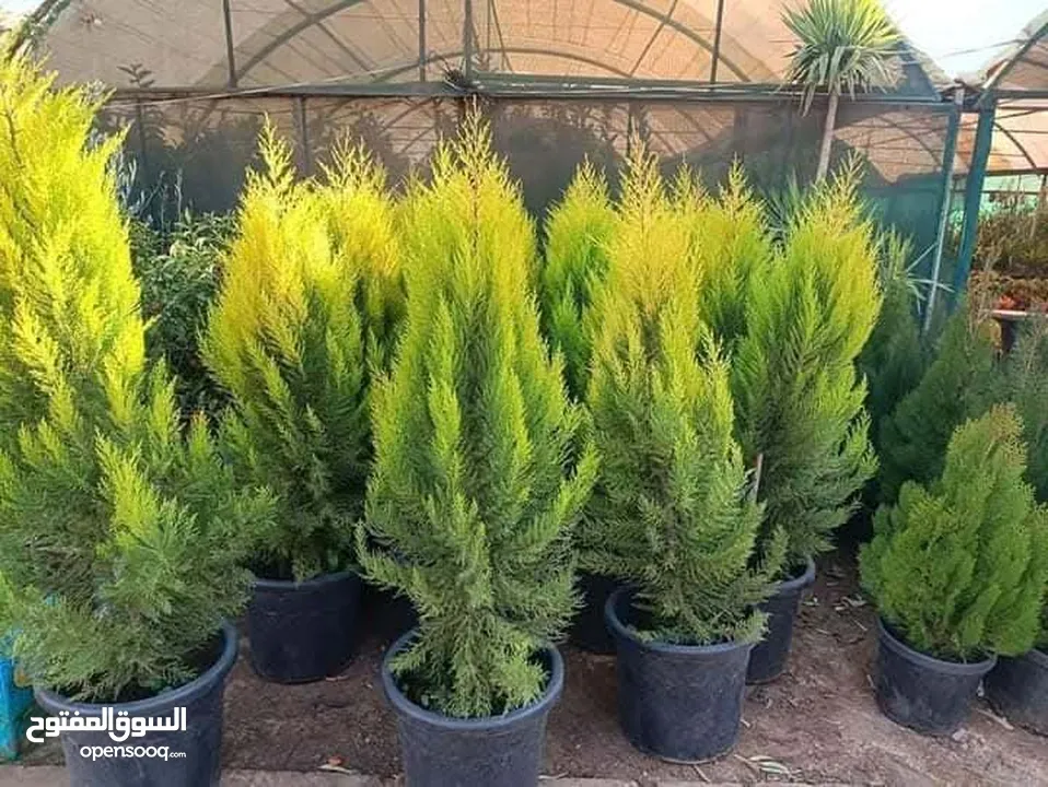 جميع انواع الاشجار  وفريق لصيانة وتنسيق جميع الحدائق والأشجار