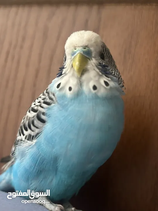 طائر حب نادر أليف  A rare love bird
