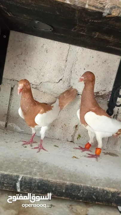 جواز حمام للبيع