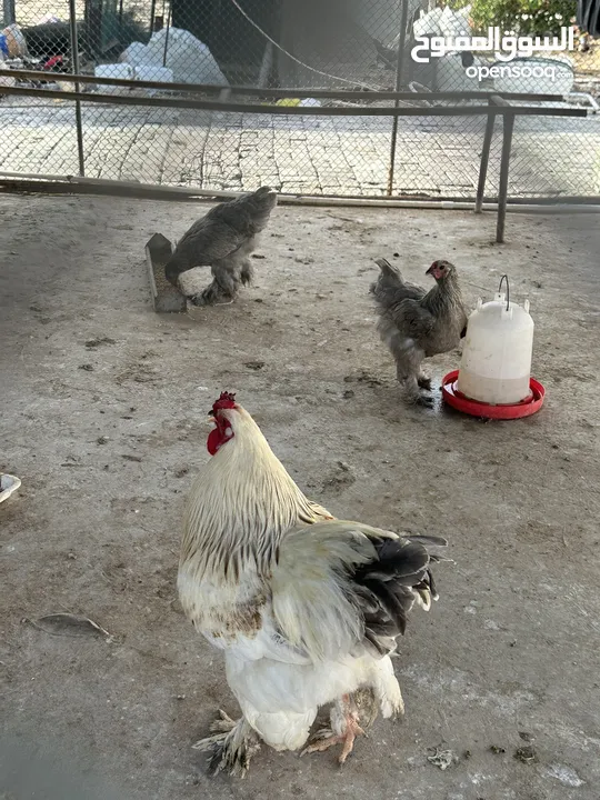 دجاج برههاما للبيع