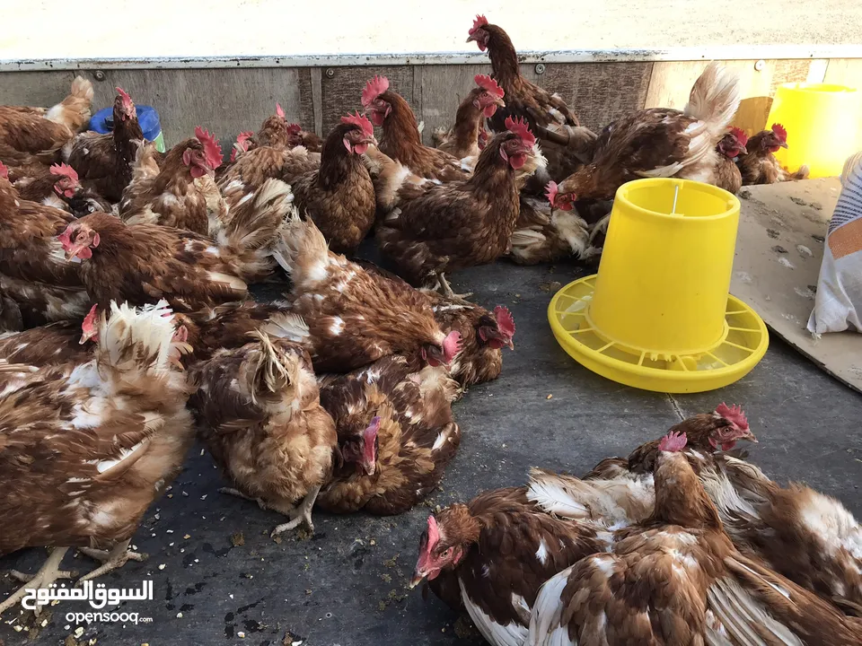 جاروشة اعلاف متخصصة باعلاف المواشي والطيور - خلطات - مواد اولية - خلطات حسب الطلب