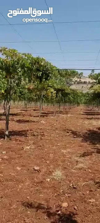 مزرعه للبيع في منطقة عجلون عبين داخل التنظيم مساحتها 10 دونمات