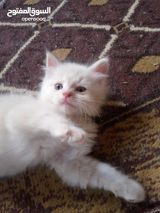قطط للبيع  سكوتش فولد