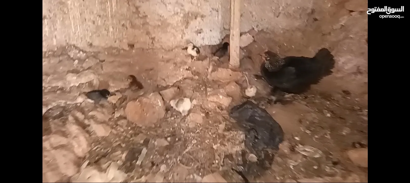 3 جاجات مع فراخهم