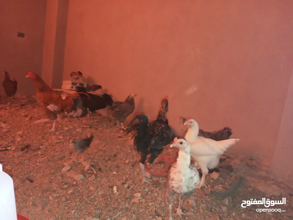 السلام عليكم،دجاج بلدي بياض للبيع،عمر سنه سعر الحبه 8 دنانير، صحه ونظافه،الموقع جرش دير الليات،