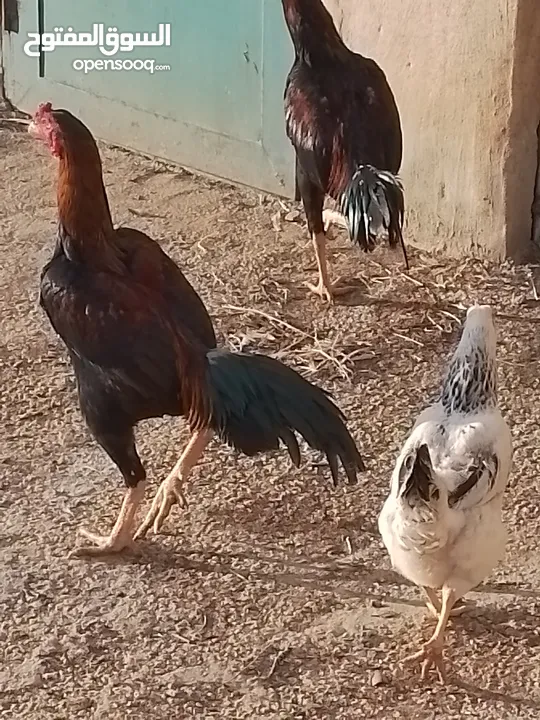 دجاج باكستاني