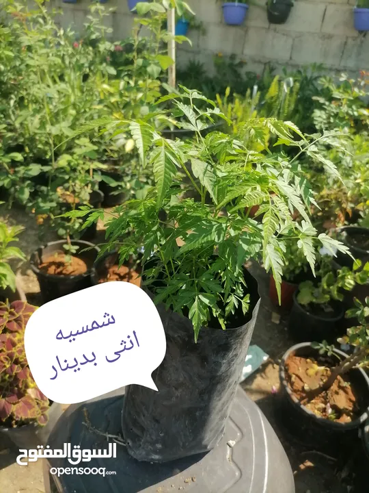 اشتال للبيع يتوفر اشتال منوعه وجميله
