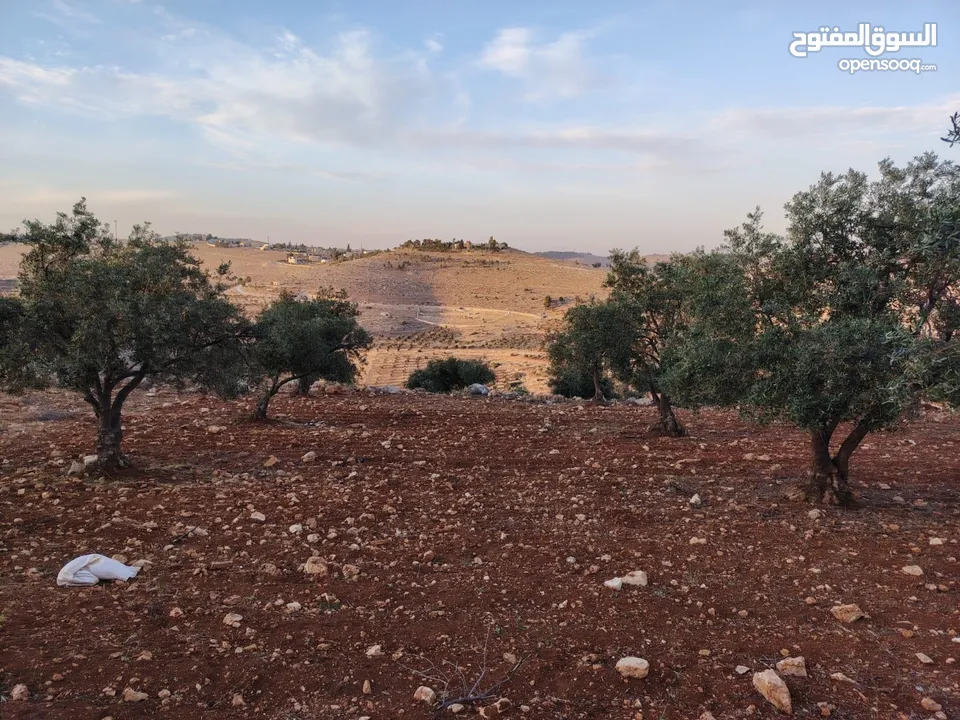 مزرعة لقطة مميزة مشجرة جرش دحل مساحة 3دونمات ونصف