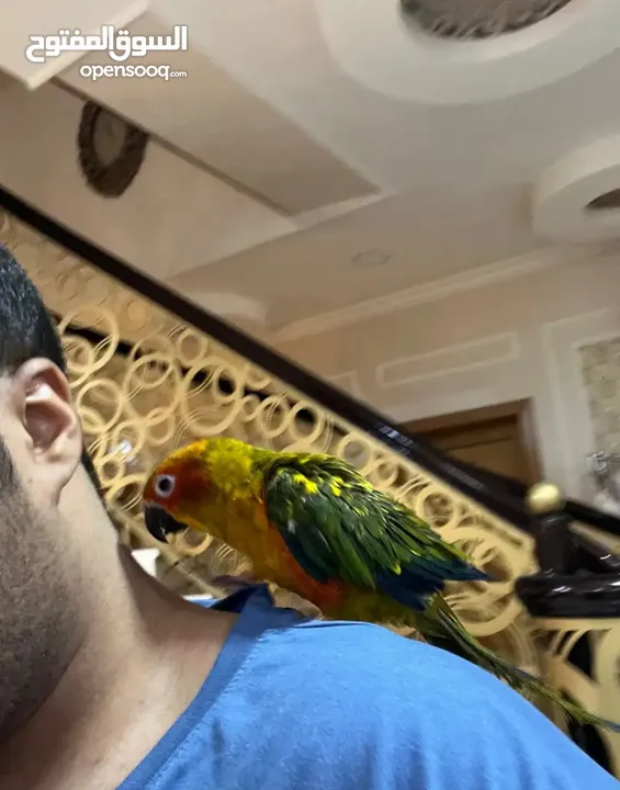 ببغاء صن كنيور