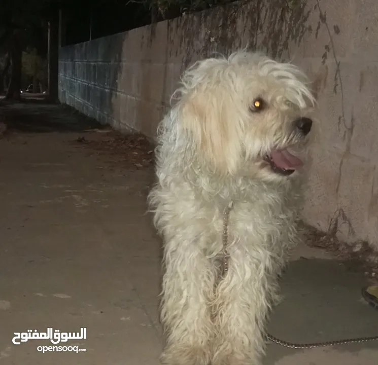 كلب مالتيز