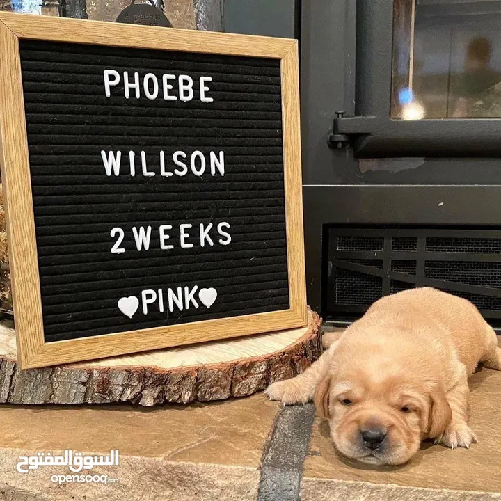 جولدن ريتريفر بريطاني آصلي  Golden retriever pure اعلى مستوى في الشرق الاوسط