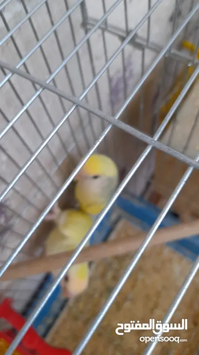 جوز روز منتج حجم و صحه و نظافه و ريش