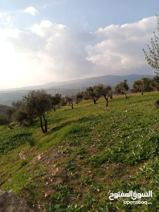 صروت حوض حدد. 21 دنم أرض مخدومة مستوية مزروعة