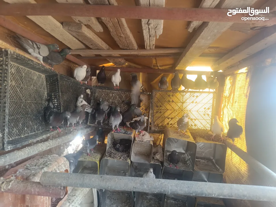حمام للبيع بسعر مرتب
