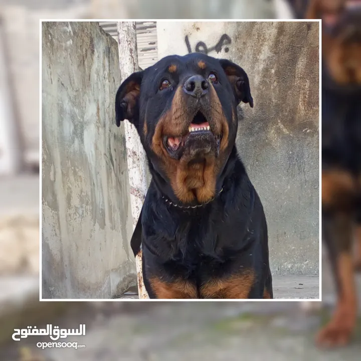 كلب للبيع او للبدل بسعر حرق.اقرأ الوصف..روت وايلر ذكر