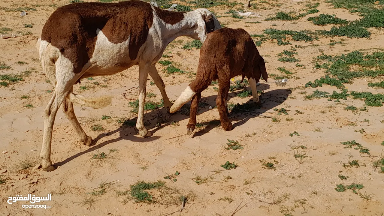 نعجه هجين خرطومي الله يبارك تحتها خروف عمره ف3شهور سنها اول جمع صغير وعشره تاني محصنات وسليمات