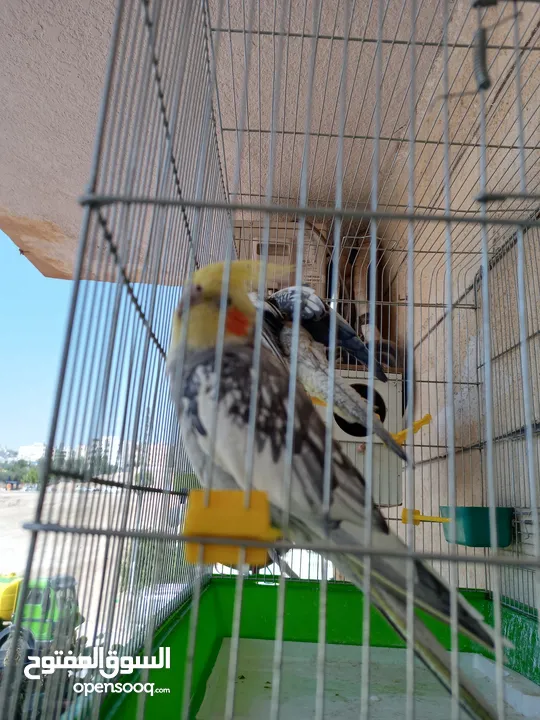 ببغاء كوكتيل ذكر وانثى مع قفص