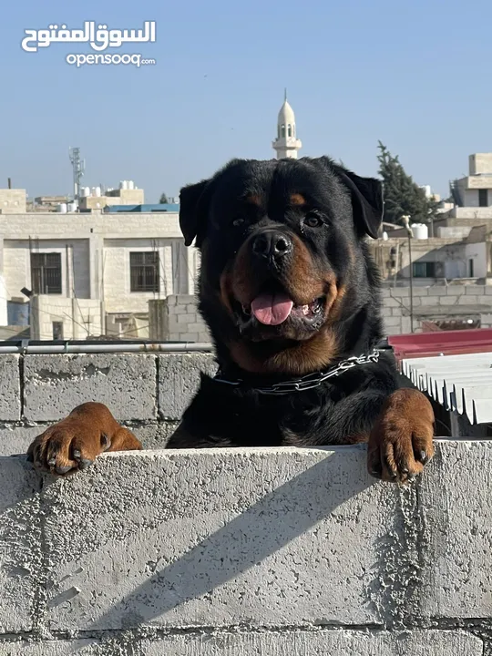 Rottweiler 4sale روت وايلر للبيع