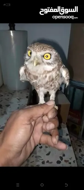 حاجات حلوه