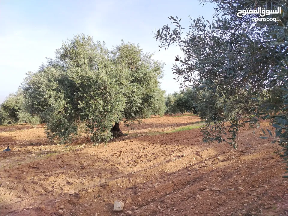 مزرعة زيتون ملوكية اطلالة ع الغرب و جبال فلسطين ع ثلاث شوراع قرب شارع الستين ثغرة السلطان