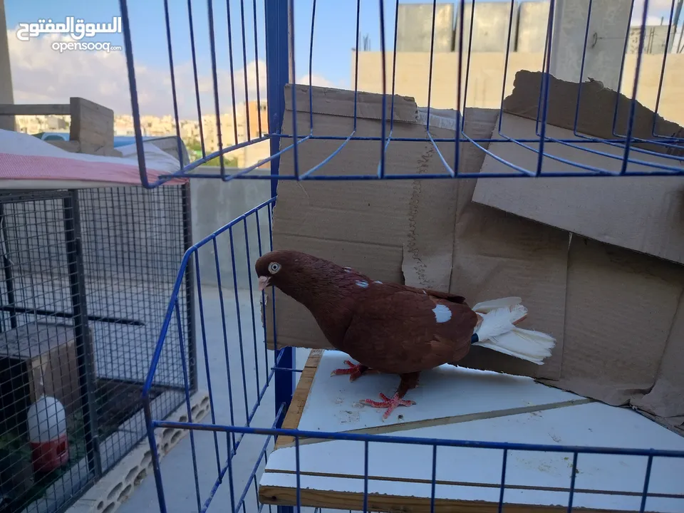 حمام بلدي وانواع اخره   بحاله ممتازة شغالات 14جوز وهاي بعض الصور