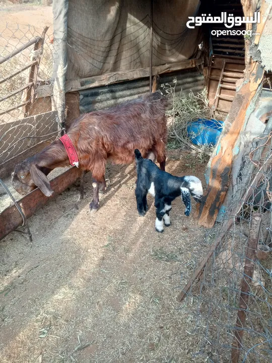 للبيع  عنز قبرصيه معها جدي عمره بطراف شهر للبيع او البدل علي حلال