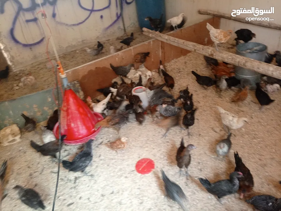 فراخ بلدي عمر شهرين واسبوع مطعمات جميع التطعيمات صحه ونظافة وحجم
