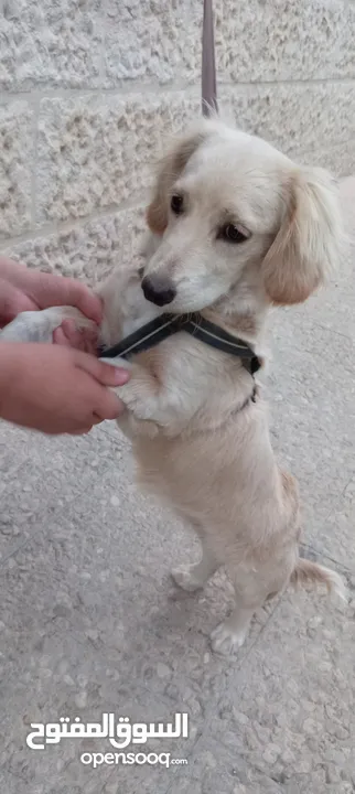 كلب كوكر سبانييل انثى عمرها 6أشهر لعوبة ذكية كيووووت لونها كابتشينو حلوووو حجم ميني للبيع