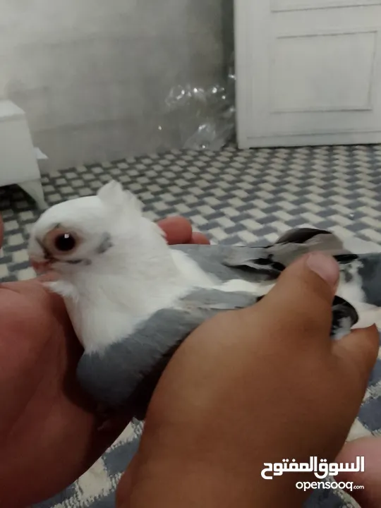 طيره اسطنبوليه بصلى على نبي