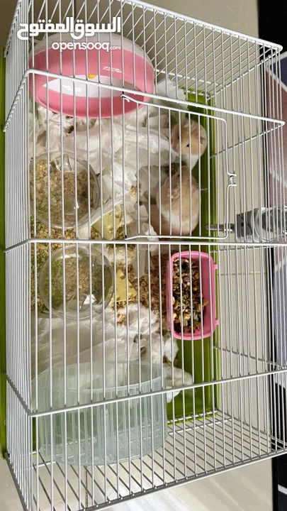Two Syrian male hamsters without cage