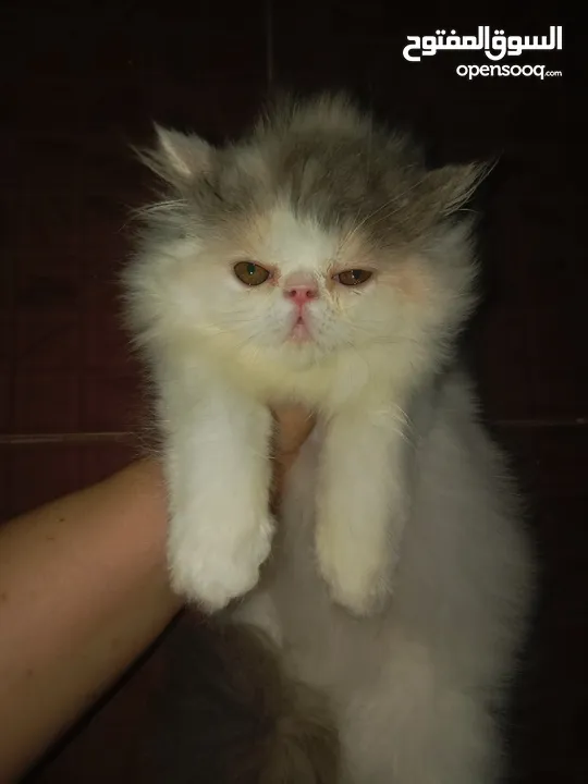 بنوته هارليكان بلاك + وايت بنوته ڤان بلو  بنوته كاليكو ڤان  بنوته كاليكو دايلوت  ولد كريم وايت