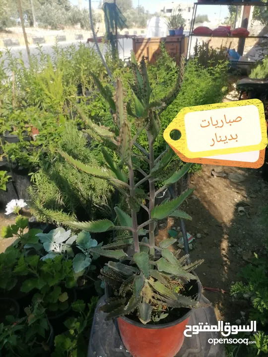اشتال للبيع يتوفر اشتال منوعه وجميله
