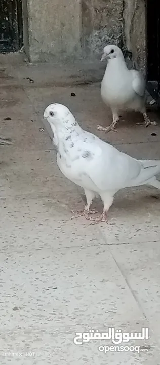 حمام للبيع التفاصيل آخر الاعلان